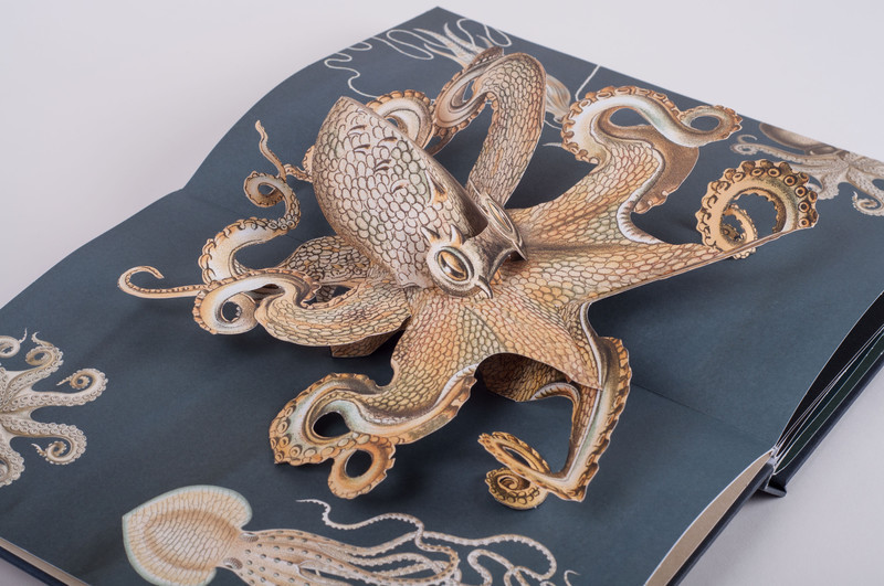 Maike Biederstädt, Ernst Haeckel: Wunderwesen aus der Tiefe Eine Art Kraken oder Oktopus auf blauem Grund als Pop-up Illustration.