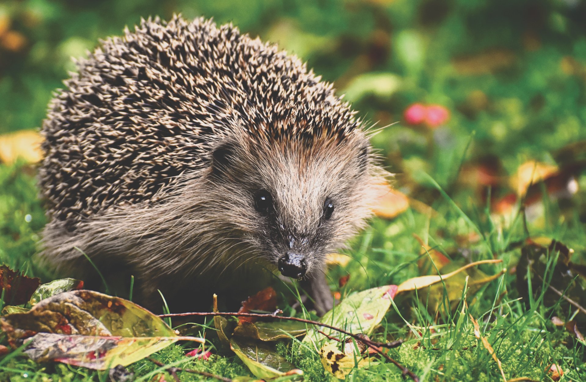 Ein Igel im Gras