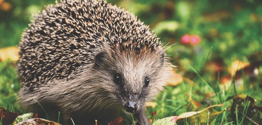 Ein Igel im Gras