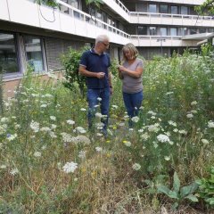 Rathaus Blühwiese Umweltamt Tesch Bendl