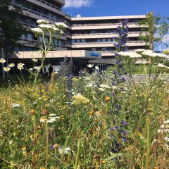 Rathaus Sommer 