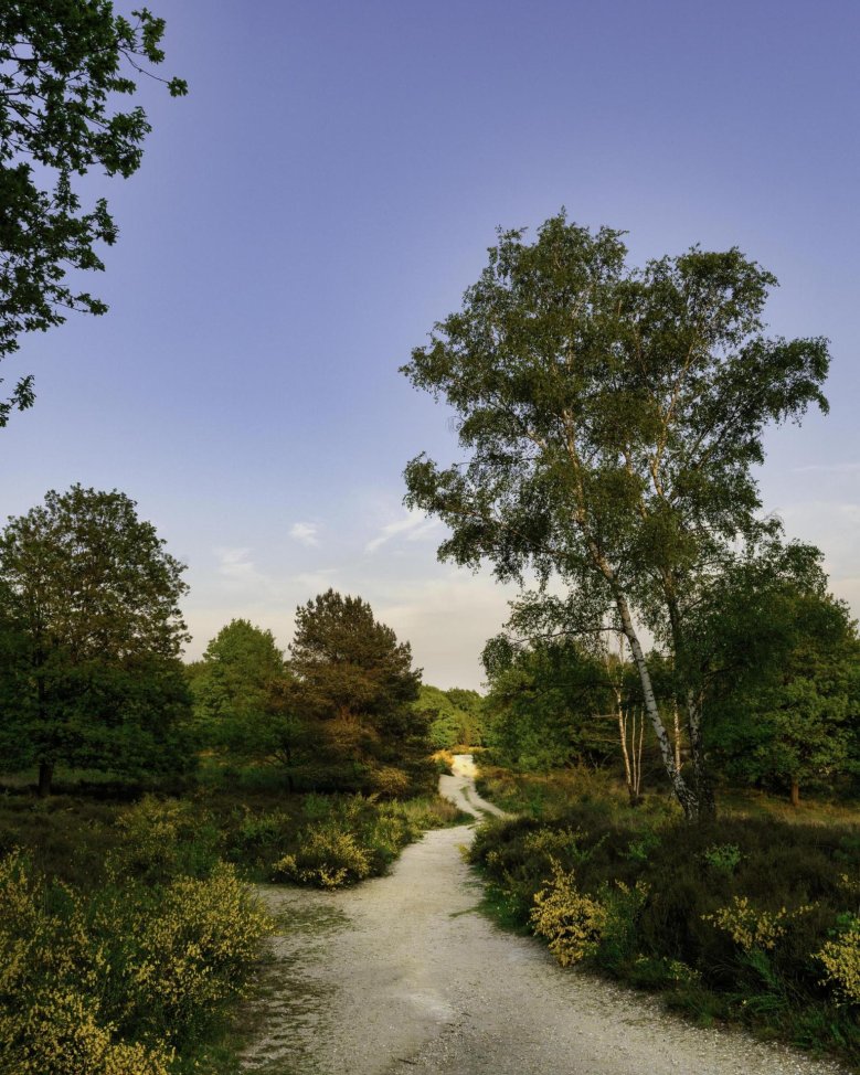 Sommer in der Wahner Heide