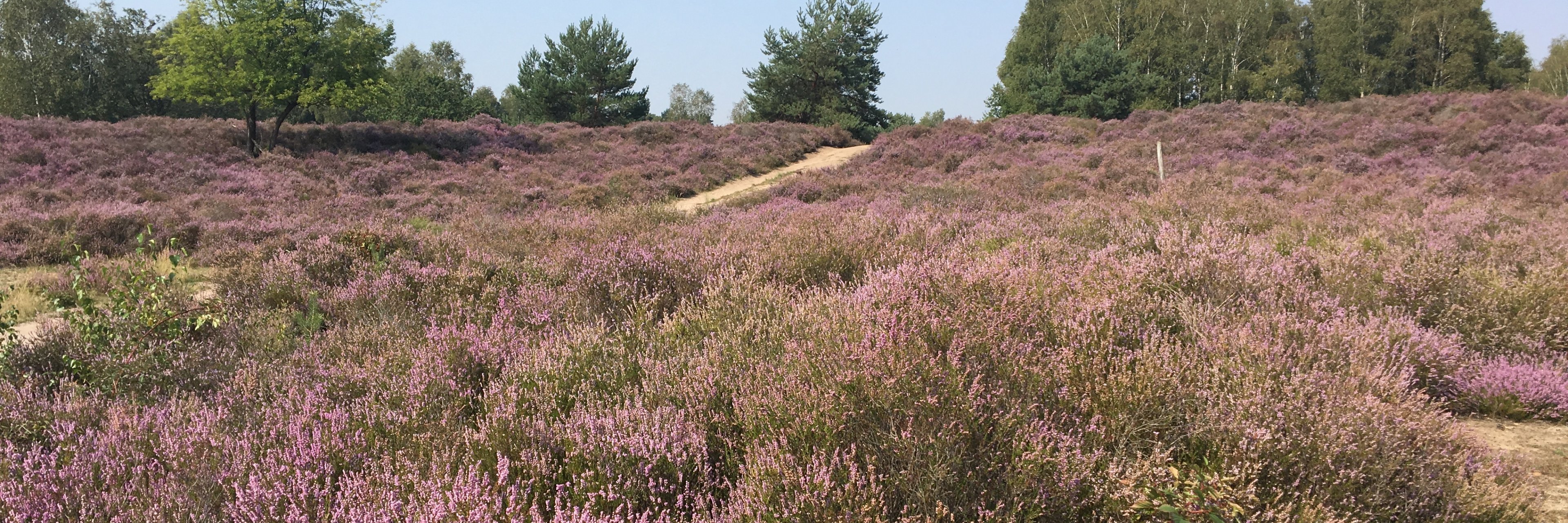 Heideblüte in der Wahner Heide