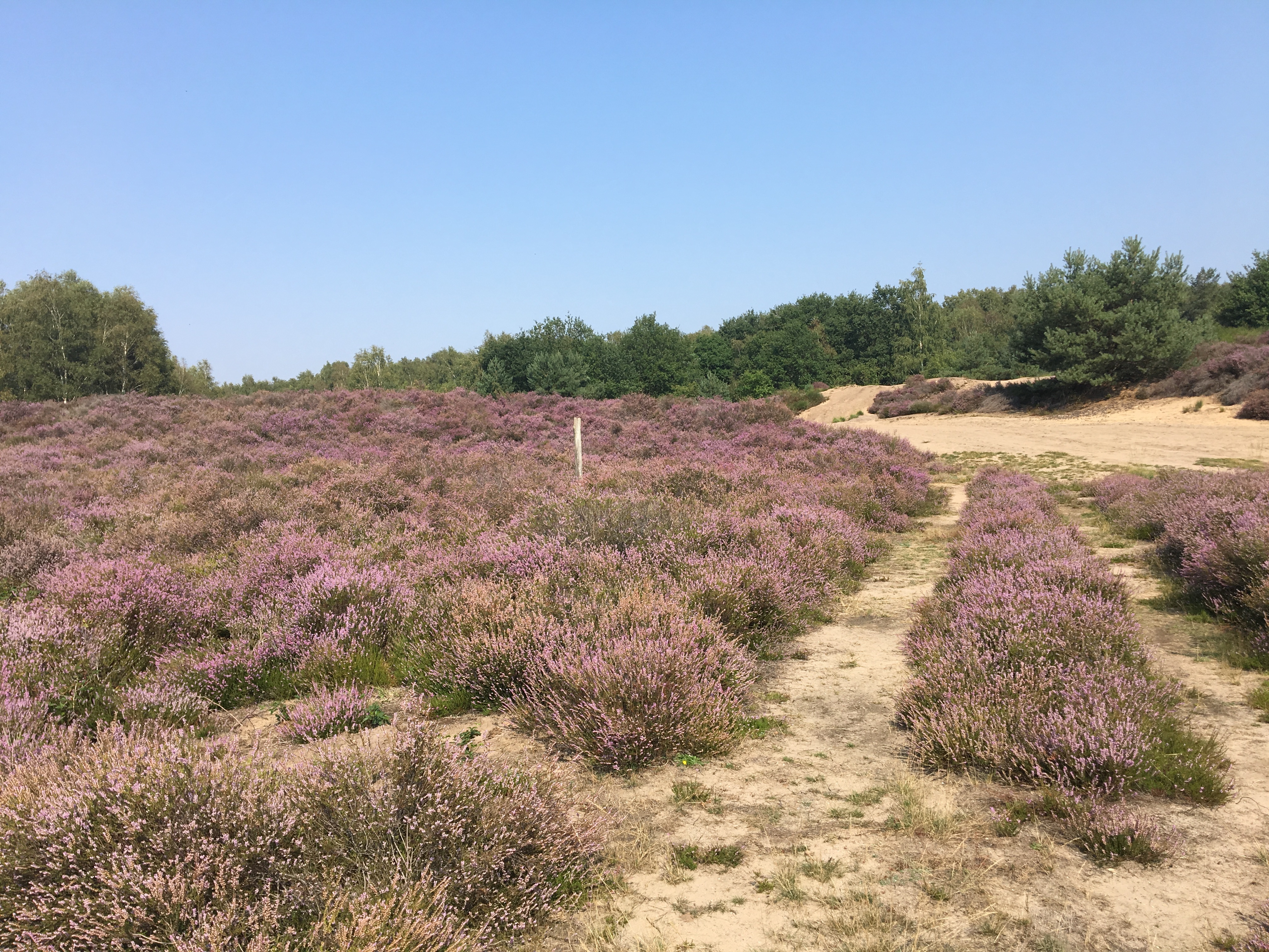 Sommer in der Wahner Heide