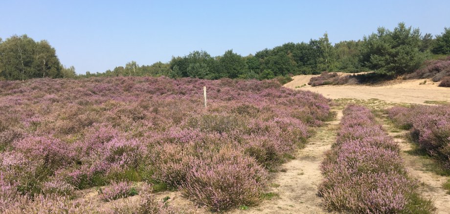 Sommer in der Wahner Heide