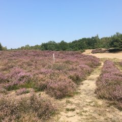 Sommer in der Wahner Heide