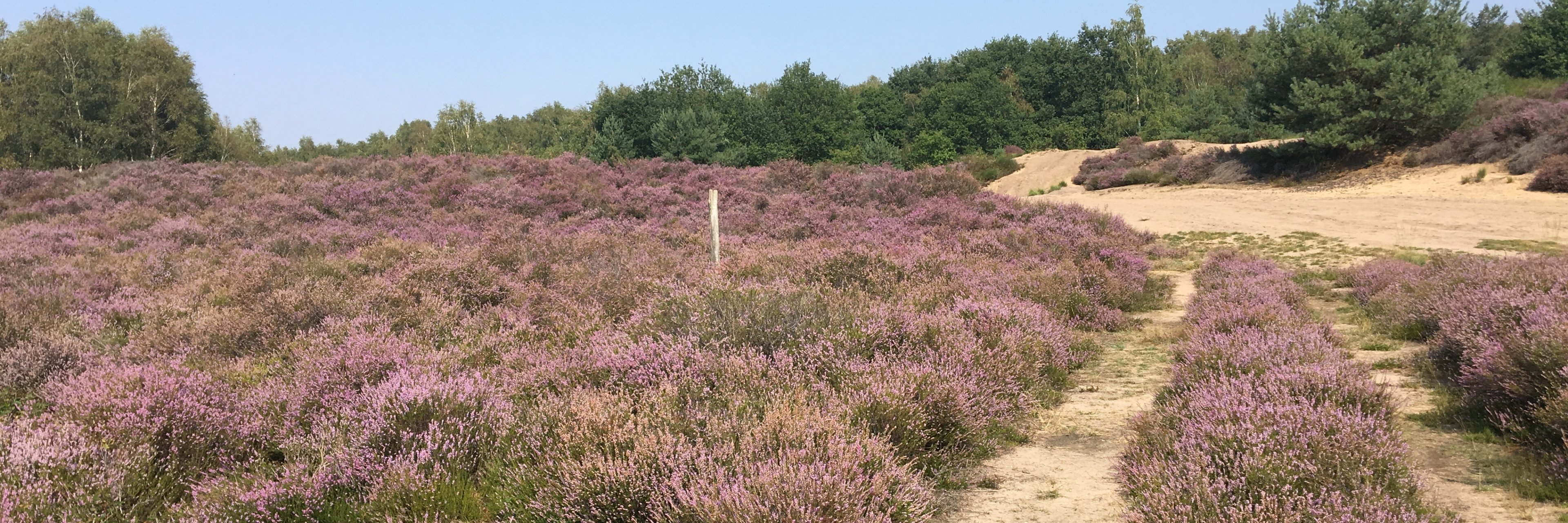 Sommer in der Wahner Heide Sommer in der Wahner Heide