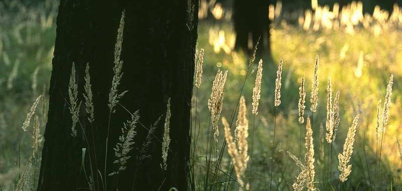 Wahner Heide