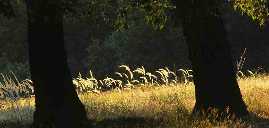 Wahner Heide