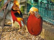 Goldfasane im Vogelpark