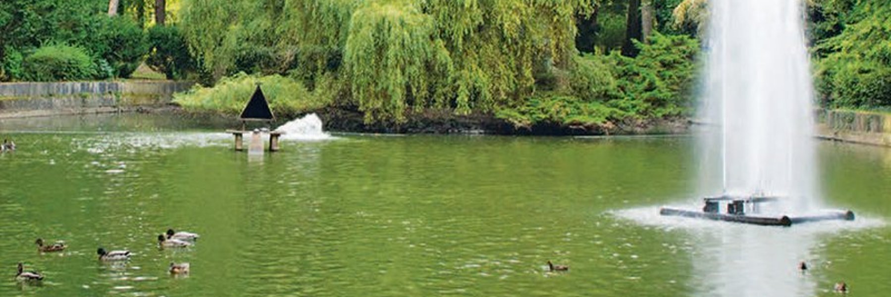 Ententeich im Waldpark