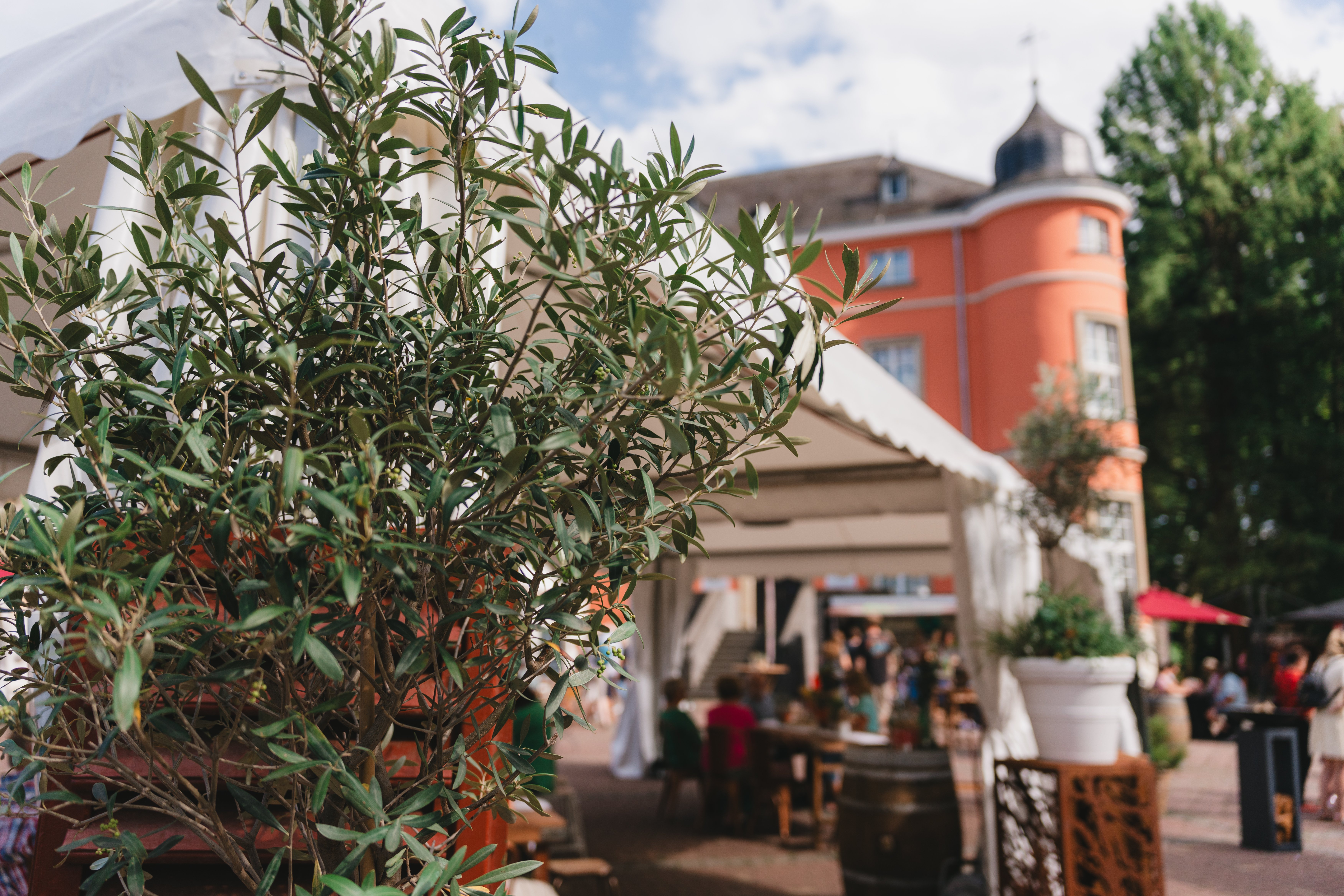 Olivenbaum vor der Burg Wissem während dem Gourmetsommer