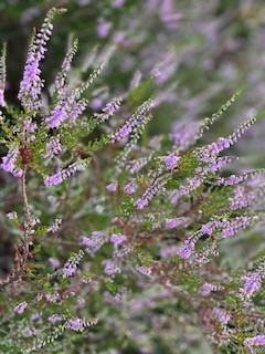 Heideblüte