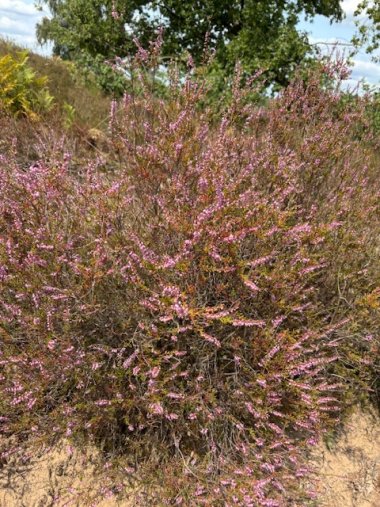 Das Heidebarometer steht bei 0%