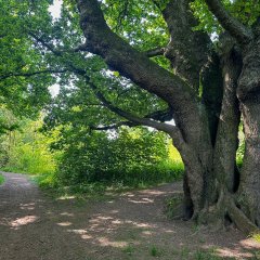 Großer Baum am Wegesrand