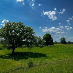 Die Siegauen