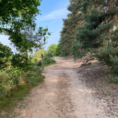 Weg durch die Wahner Heide