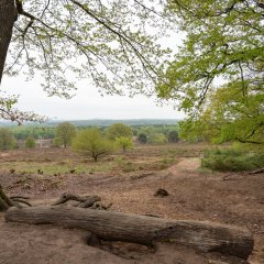 Wahner Heide