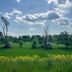 Die Siegauen