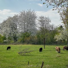 Auf einer Wiese grasen Ziegen