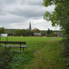 Blick über eine Wiese mit Schafen auf Altenrath