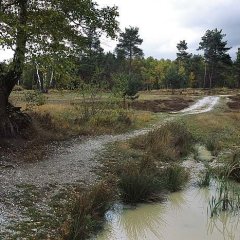 Weg durch das Gelände der  Wahner Heide (© Stefan Pütz)