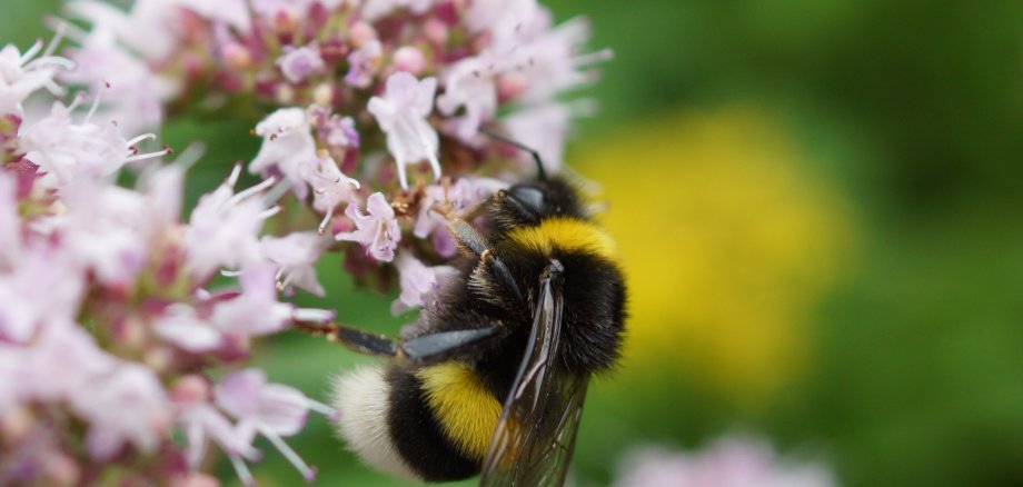 Eine Hummel bei der Bestäubungsarbeit.