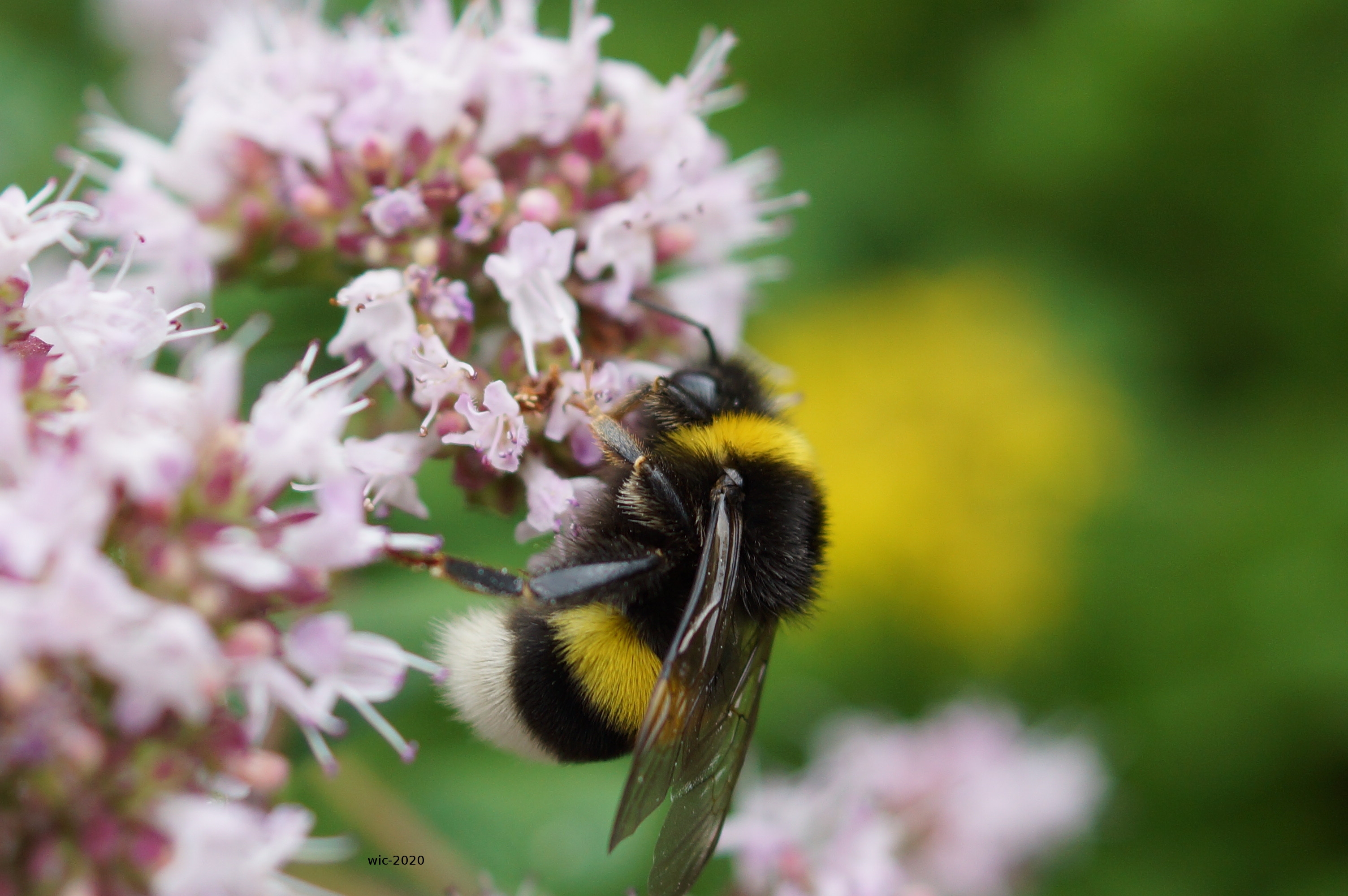 Eine Hummel bei der Bestäubungsarbeit.