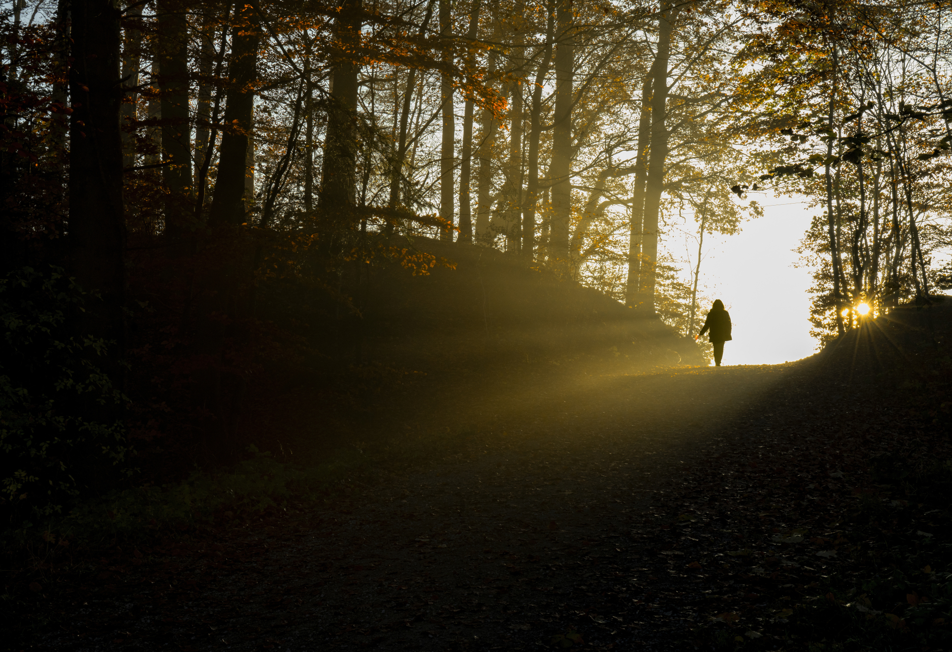 silhouette of person walking on pathway between trees during daytime silhouette of person walking on pathway between trees during daytime