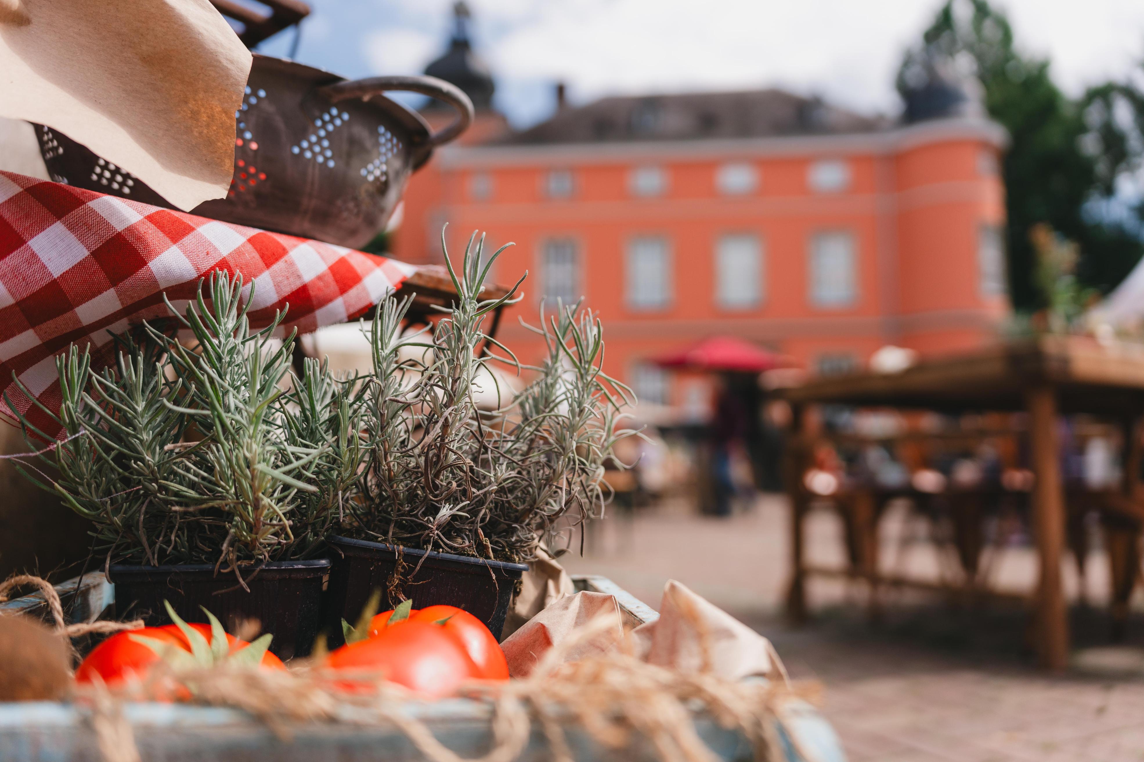 Kräuter vor Burg Wissem