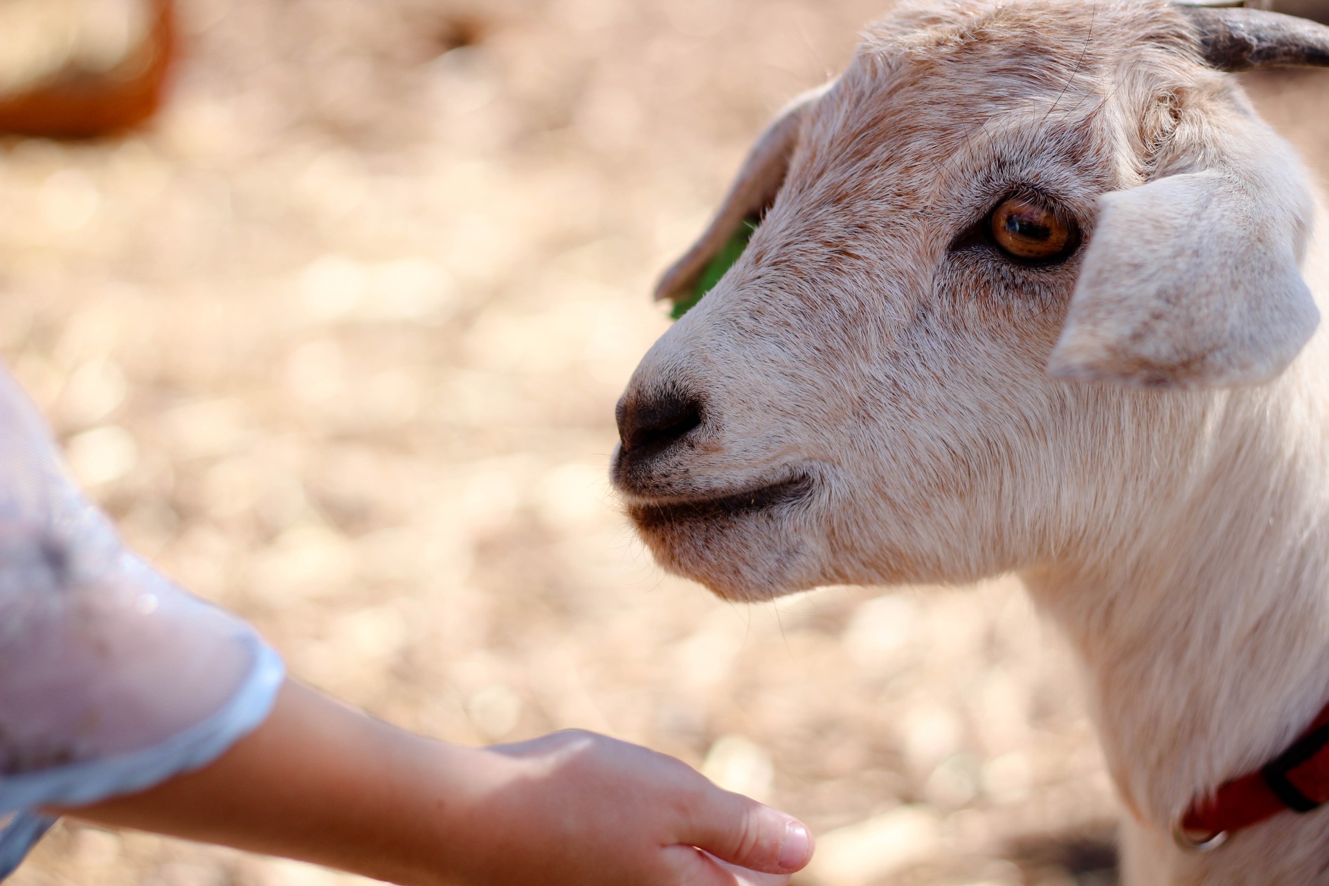 Ziege lässt sich streicheln