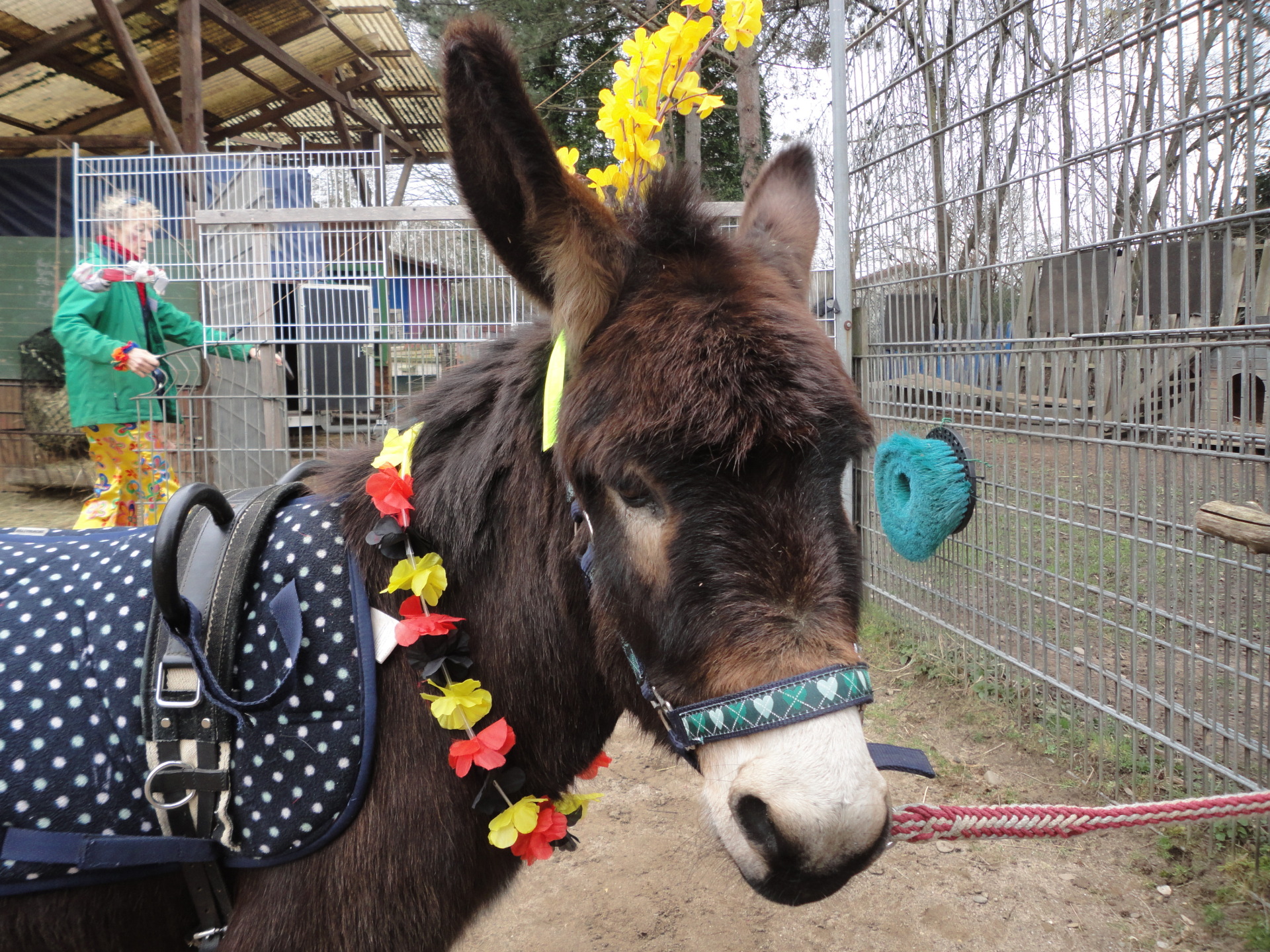 Esel mit "Deutschland-Kette"