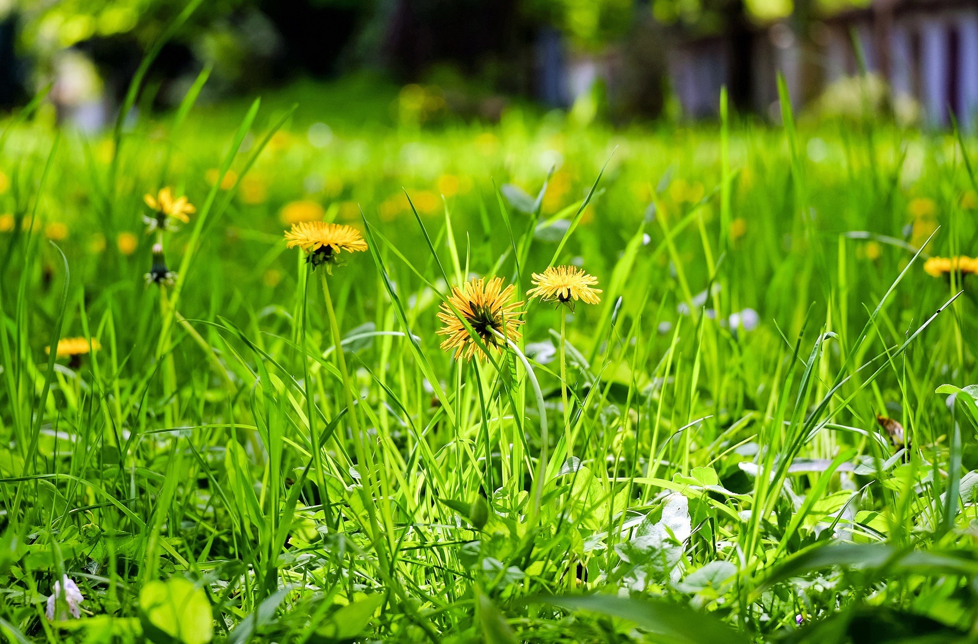 Blumenwiese