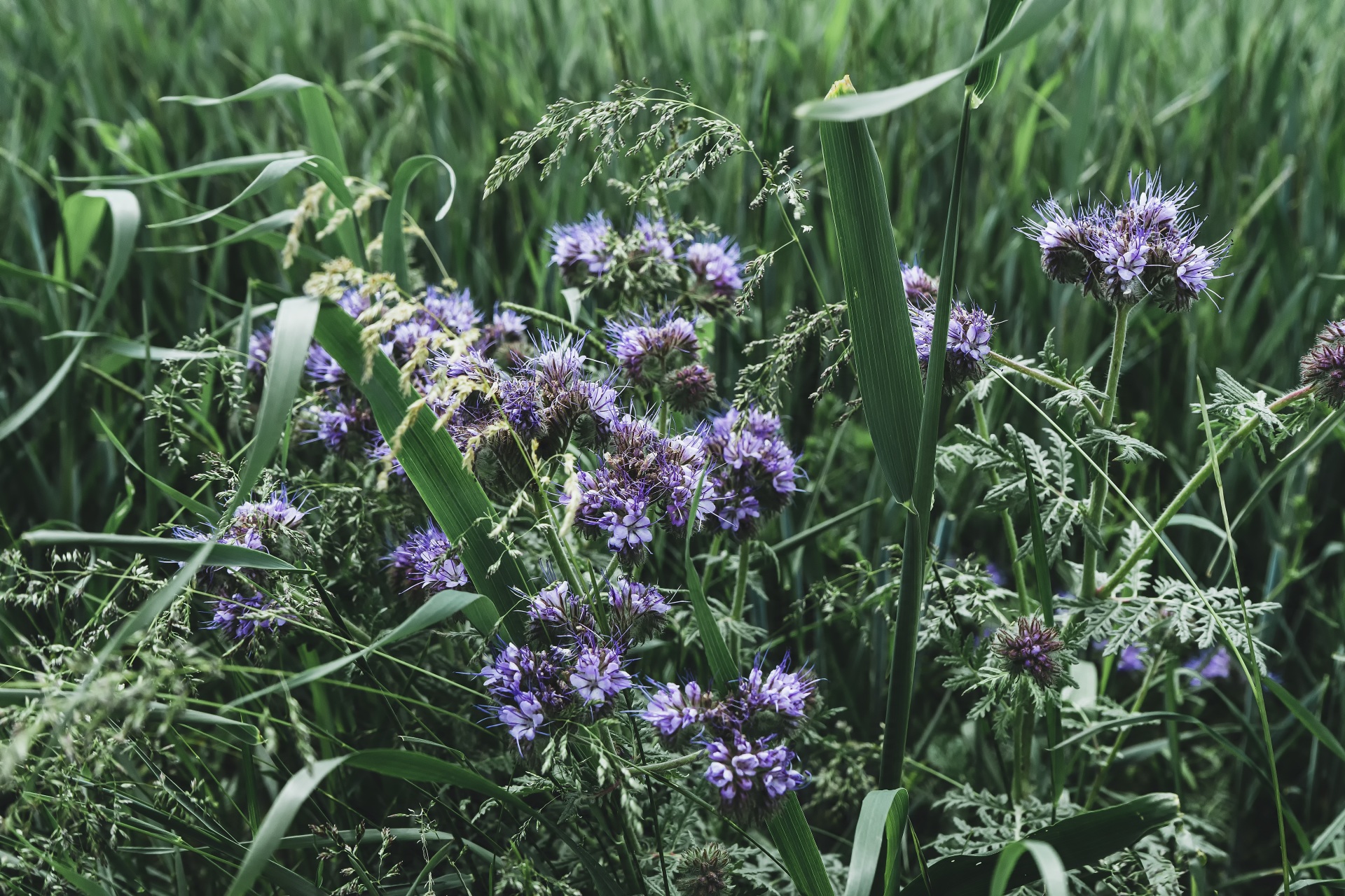 Wildkräuter-Wiese