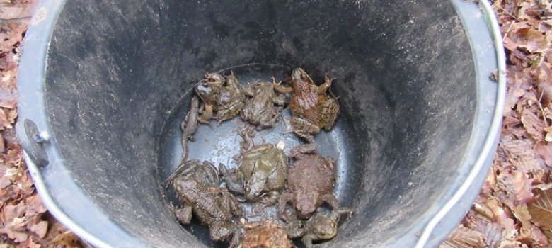 Sammeleimer mit Erdkröten, Fröschen und Molch