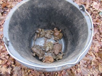 Sammeleimer mit Erdkröten, Fröschen und Molch
