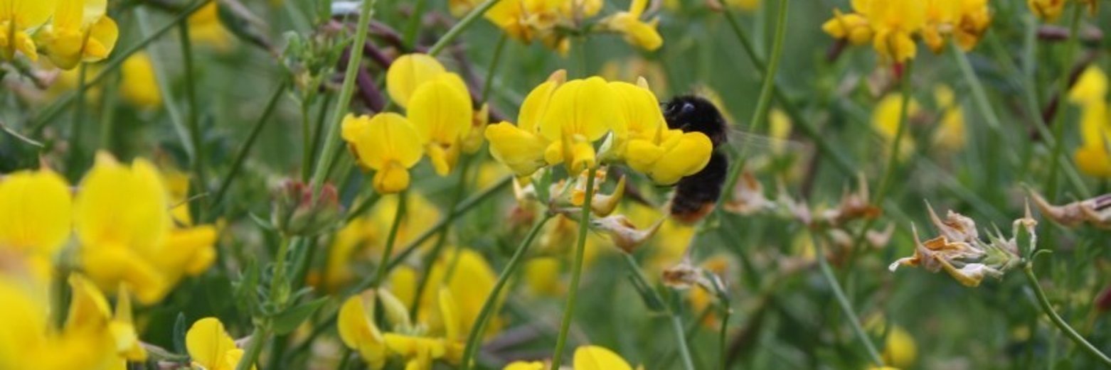 Hummel auf Blüten einer Wiese