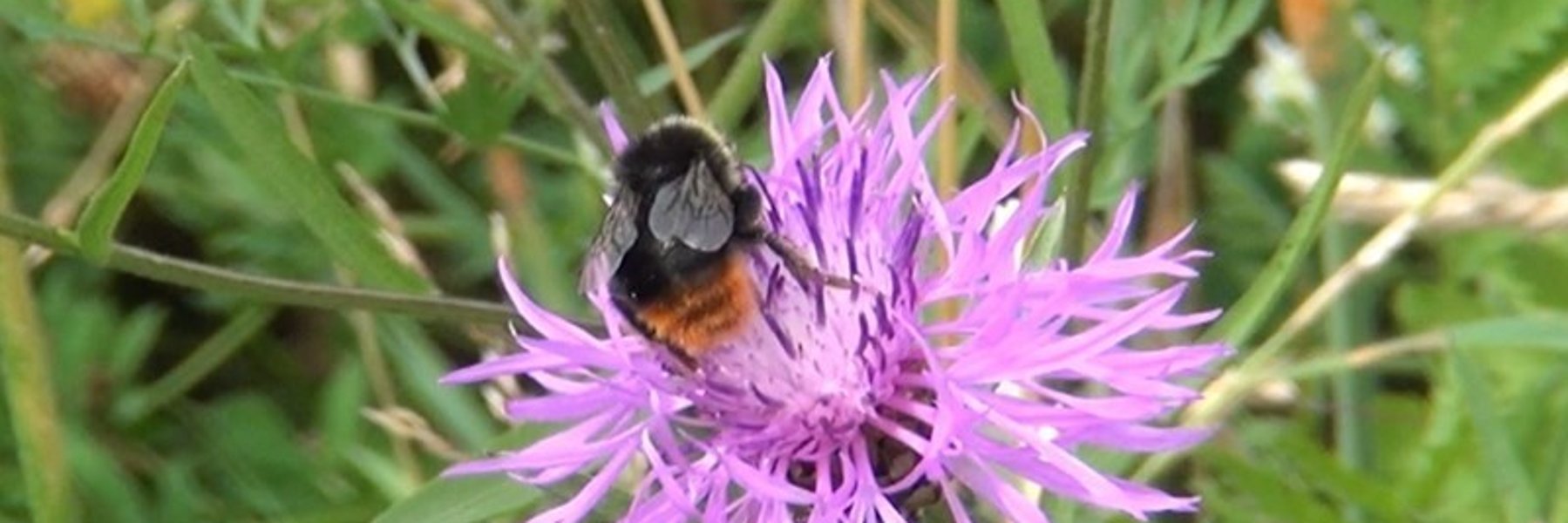 Hummel auf einer Distelblüte