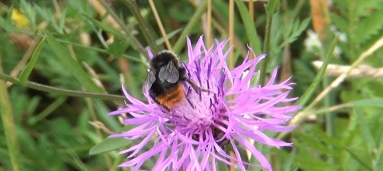 Eine Hummel auf einer Distelblüte