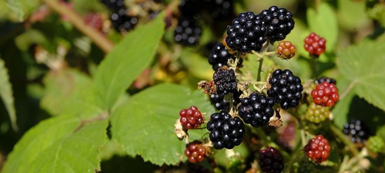 Früchte eines Brombeerstrauchs
