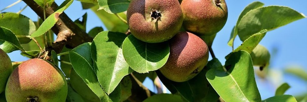 Äpfel zum selber pflücken