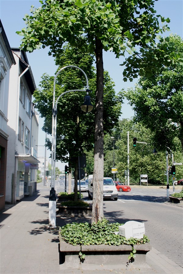 Bäume haben es, wie hier auf der Kölner Straße, zurzeit bei Hitze und Trockenheit schwer, nicht nur wegen des Mülls in den Baumscheiben.