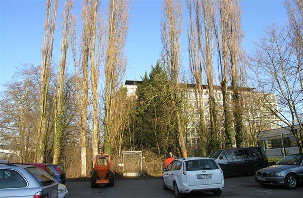 Die Pappeln am Rathaus-Parkplatz werden aus Sicherheitsgründen gefällt.