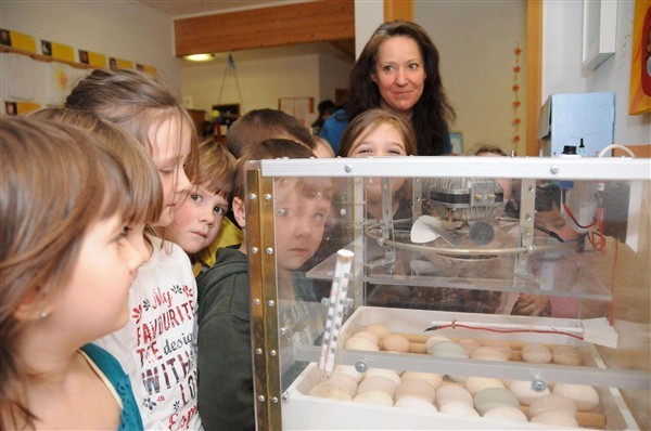 Altenrather Kinder bestaunten voller Vorfreude die Eier im Brutkasten. Foto: Axel Vogel.