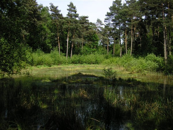 Das Fliegenbergmoor in der Wahner Heide.