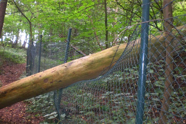 Forstarbeiten werden zwischen Mauspfad und Industriepark sowie am Camp Spich notwendig.