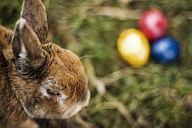 Osterhase mit Ostereiern,  Bildquelle: aboutpixel.de / Der Osterhase © Kerstin Maier