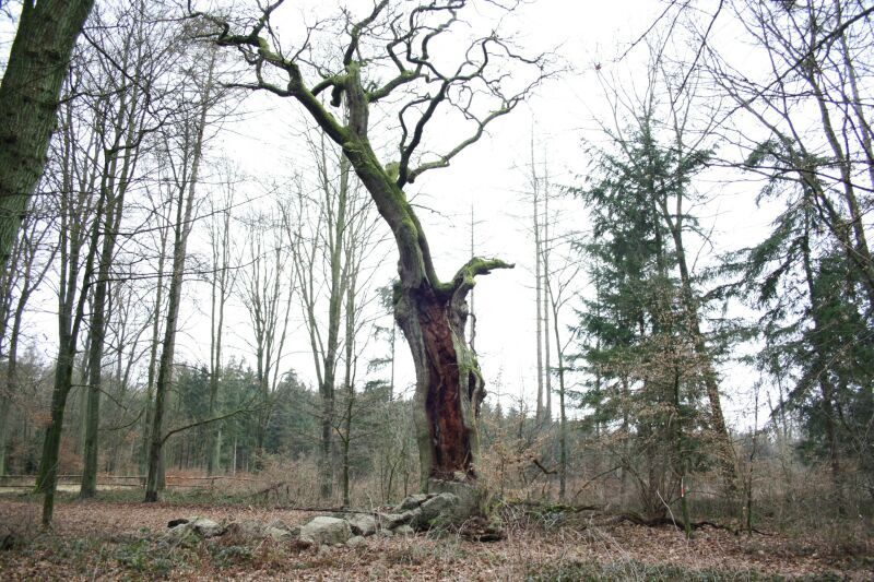 Ziemlich skurril, aber vital und mit kräftiger Krone: Die tausendjährige Eiche in der Wahner Heide.