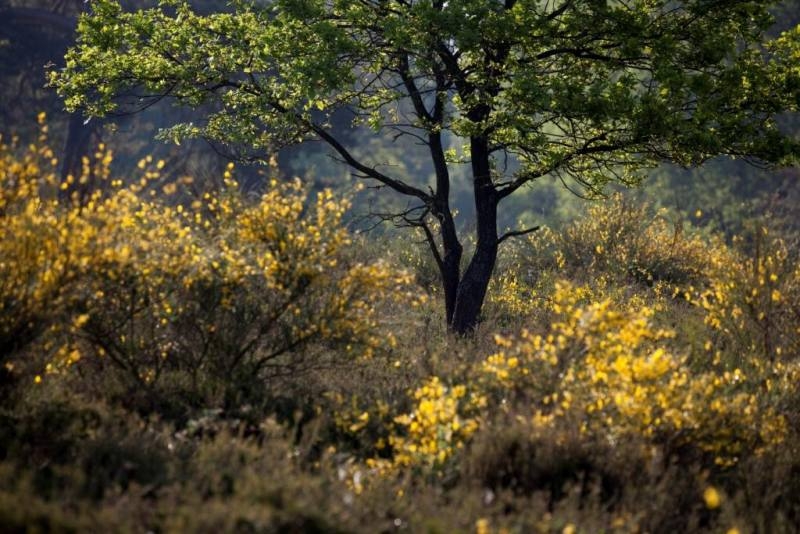 Ein Baum und Büsche in der Heide