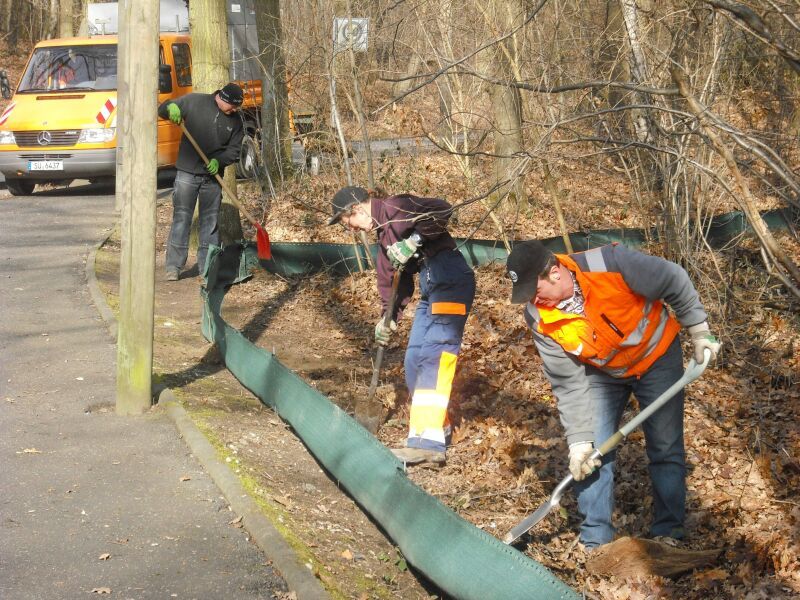 An der Asselbachstraße errichten städtische Mitarbeiter einen Krötenschutzzaun